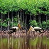越南湿地保护与可持续利用