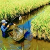 同塔省水稻和鱼虾混合种养模式初步见效