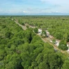 越南全国森林覆盖率达到42.01%