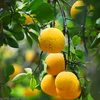美国为越南柚子产品打开市场大门