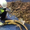 岘港市发现大量装有疑似象牙、穿山甲鳞片的货柜