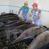 越南新鲜和冷冻金枪鱼对美国市场出口额猛增