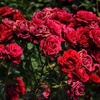 情人节期间大叻玫瑰花价格增加了1-2倍
