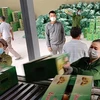 “优质”企业努力将越南农产品打入俄罗斯市场 