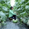 北江省促进高科技农业的发展