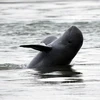 伊洛瓦底江淡水海豚在老挝灭绝