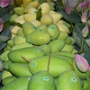 越南同塔省向欧洲出口首批芒果