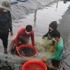 韩国支持越南的水产养殖项目