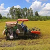 越南稻谷价格走势放缓 大米出口价格回升