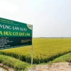 越南中部地区扩大有机农业种植面积
