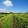 会安茶桂蔬菜种植业被列入国家级非物质文化遗产名录