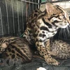 菊芳国家公园接收5只稀有斑猫