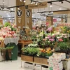 越南花卉开始在日本市场站稳脚跟