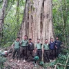 南西原古树群获公认为越南遗产树