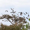 珍稀钳嘴鹳群迁徙到炉戈-萨马特国家公园