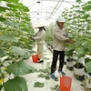 越南将出台支持农场经济发展政策