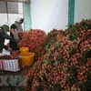 为中国企业和商人在北江省收购荔枝创造便利条件 