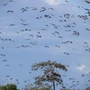 1000多只珍稀钳嘴鹳迁徙到炉戈-萨马特国家公园 