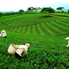 越南太原省努力保护和发展新疆茶叶种植区