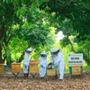 基于“工业4.0”的智能养蜂采蜜