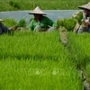 印度尼西亚制定应对全球粮食危机战略