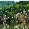 着手恢复和保护中部-西原地区海洋森林生态系统