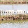 柬埔寨在湄公河上游成立水产研究中心