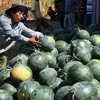 越南多种出口中国水果植物检疫议定书即将签署