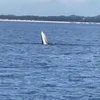 鲸鱼出现在广宁省永实海域