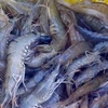 泰国批准进口活虾