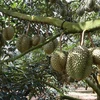 越南51个有编码的榴莲种植园获批对中国出口产品