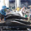 越南对比利时的金枪鱼出口额保持高增态势 