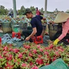 2022年前8月越南蔬果对中国出口额达10亿美元