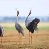 越南同塔省申请从泰国和老挝进口赤颈鹤印支亚种鸟类