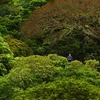 首届自然电影节在越南举行