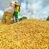 1万户农民从水稻价值链项目中获益