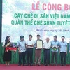 河江省1300 多棵山雪茶树被列入越南古树名录