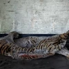 越南自然博物馆接收九只老虎标本用于展览和研究 