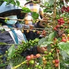德国媒体报道气候变化对越南咖啡种植的影响