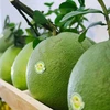 越南新鲜柚子正式准许出口美国市场