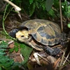 在浦乎自然保护区发现许多稀有的龟类品种