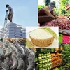 越南农林水产品出口增长超14%
