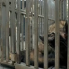 越南自然教育中心的宣传片《食用野生动物带来的疾病风险》正式亮相