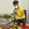 槟椥省即将向美国出口第一批绿皮柚子