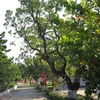 海军第4区接收1.5万棵果树树苗以绿化长沙岛县