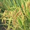 越南与国际水稻研究所加强合作 努力取得新成果