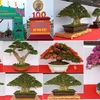 越南南部花卉盆景展暨盆景制作比赛在永隆省举行