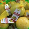越南首批新乐红柚销往英国
