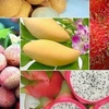 越南蔬果出口额突破31亿美元 