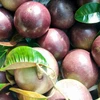 朔庄省紫色星苹果出口美国市场